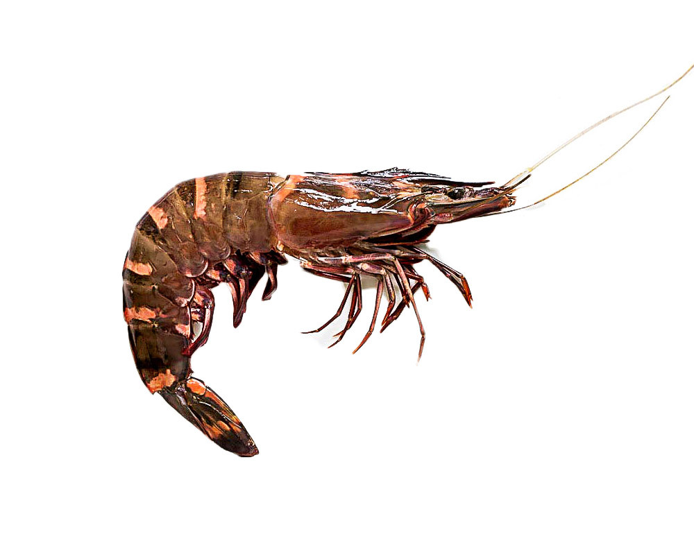 Fruits de mer