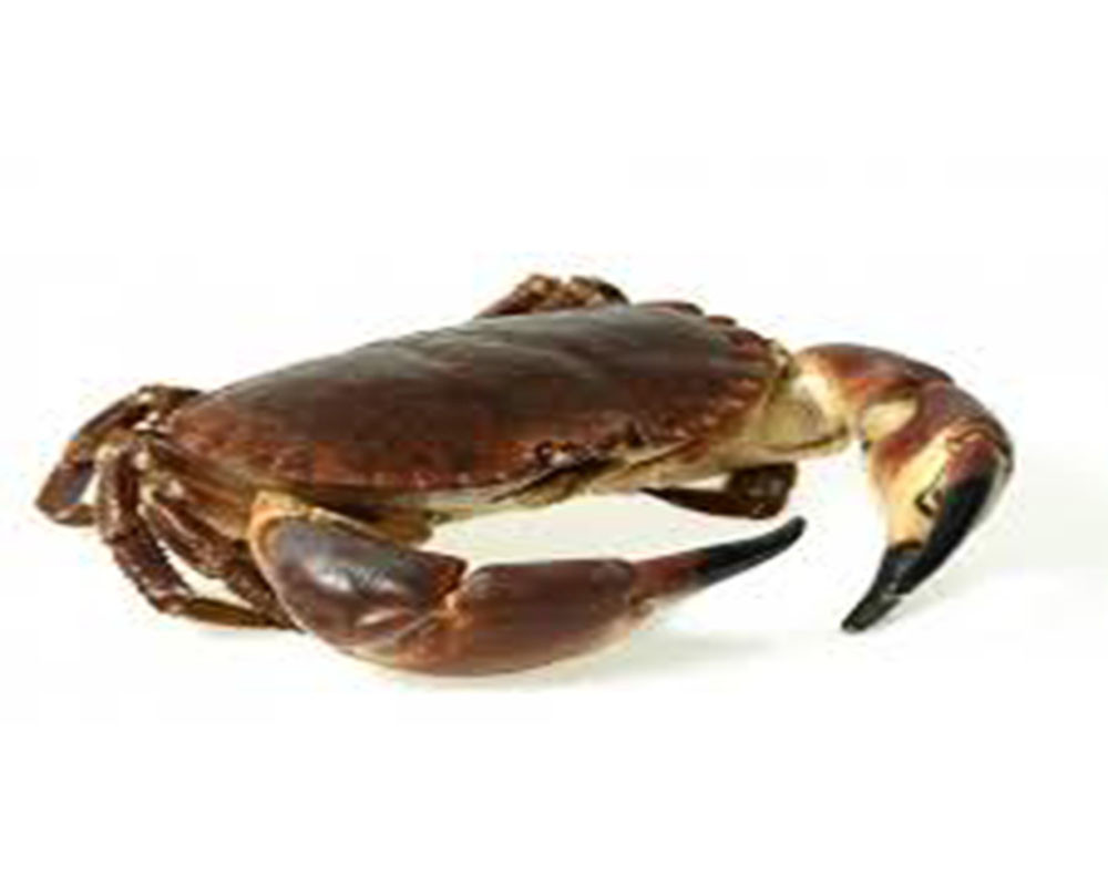 Fruits de mer