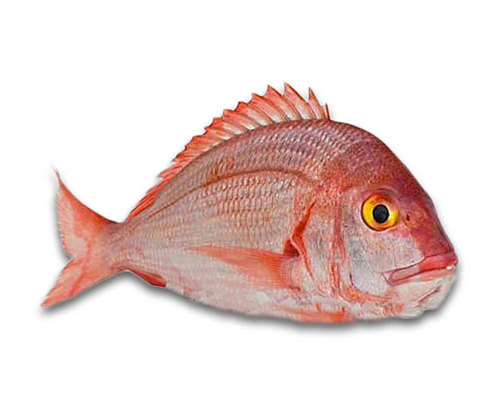 Poissons frais