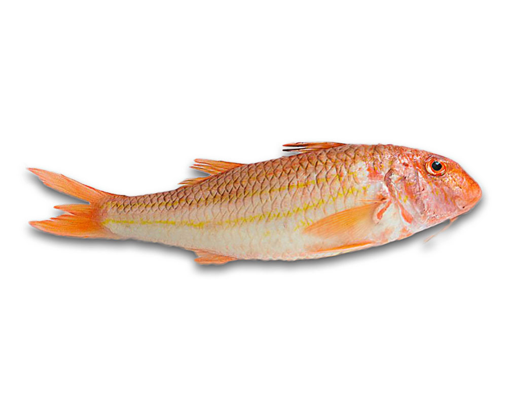 Poissons frais