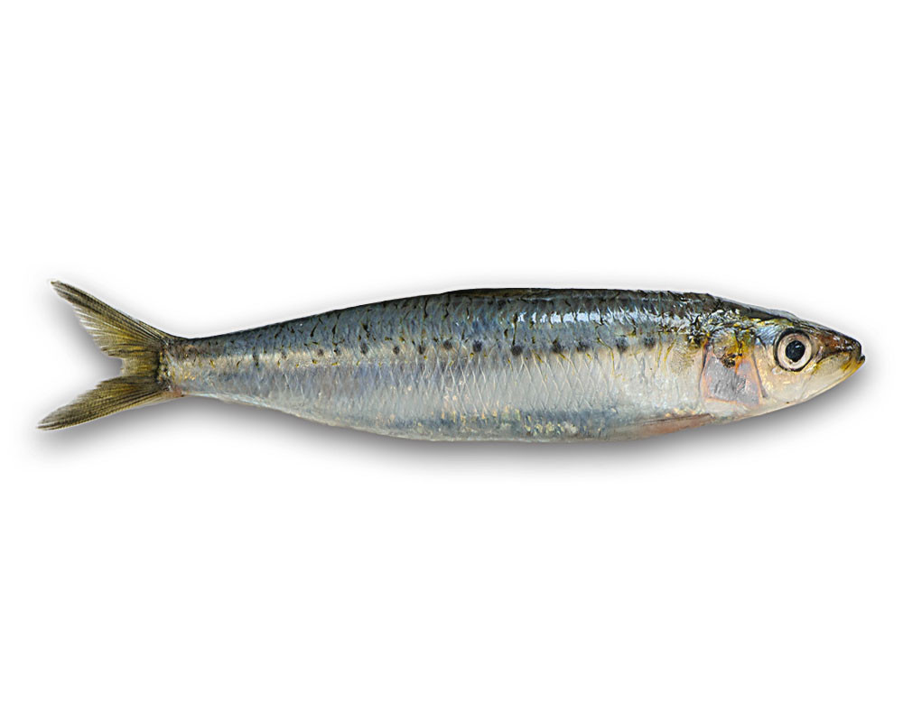 Poissons frais