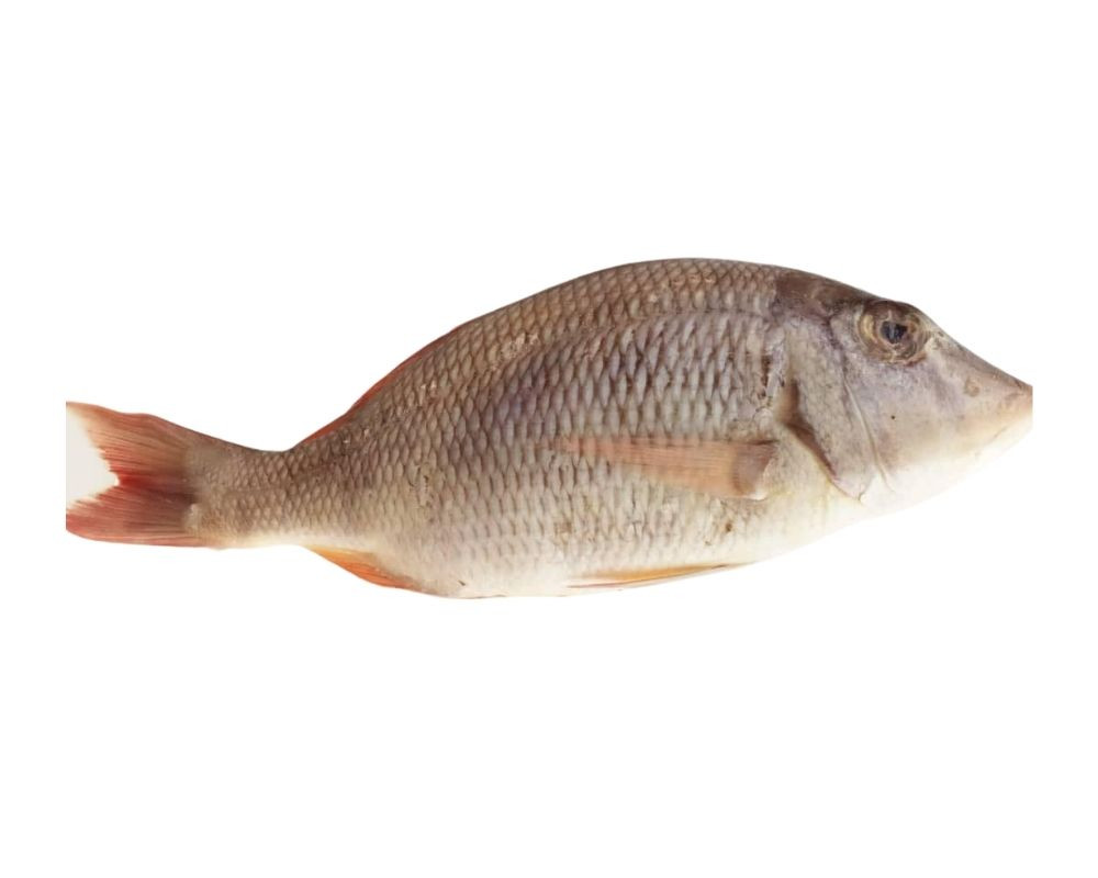 Poissons frais